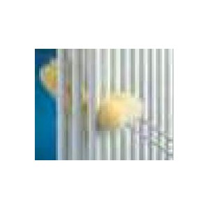 Brosse de dépoussiérage pour radiateur - 601020 ACOVA